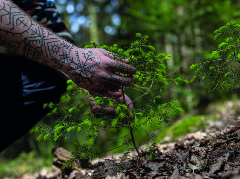Tätowierte Hand greift nach einem Baumsetzling im Wald